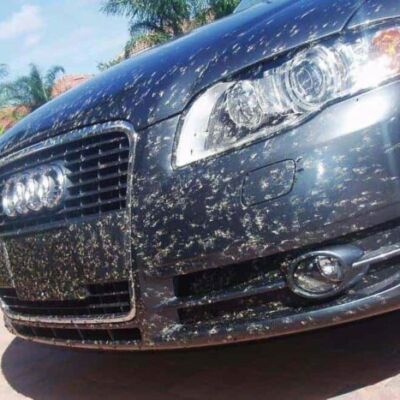 audi bugs on front bumper - bug stain