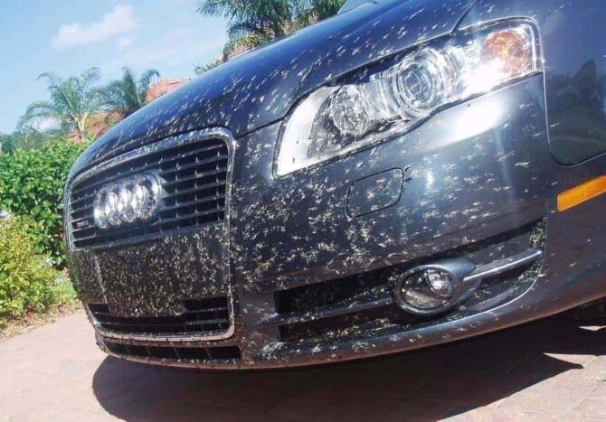 audi bugs on front bumper - bug stain